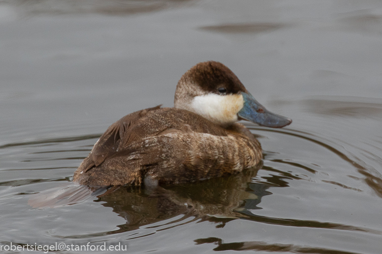 emily renzel wetlands